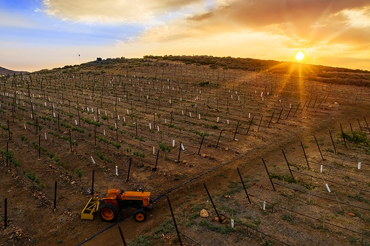 AZ Setting Sun Vineyards